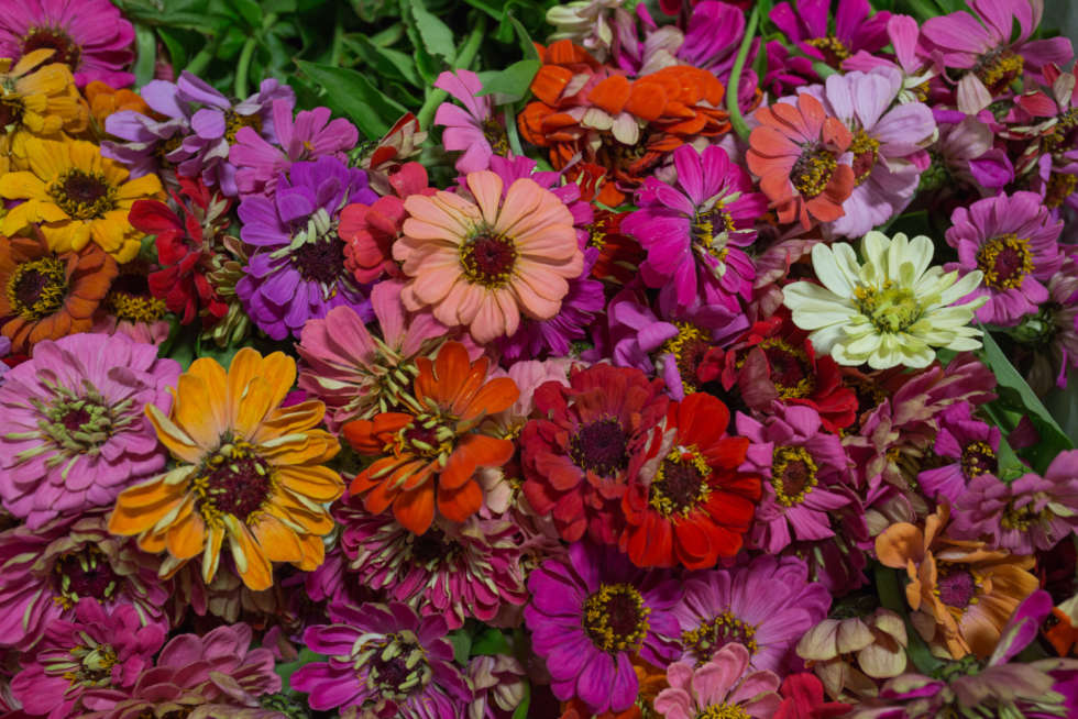 In season at the Flower Market this September