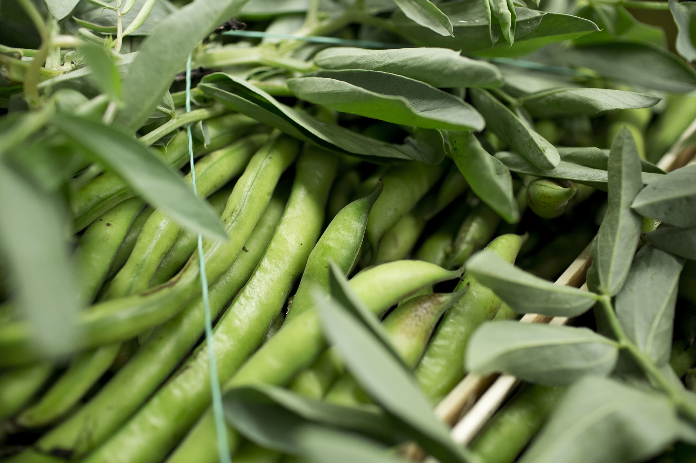 Fruit And Vegetable Market Report April 2014 Broad Beans