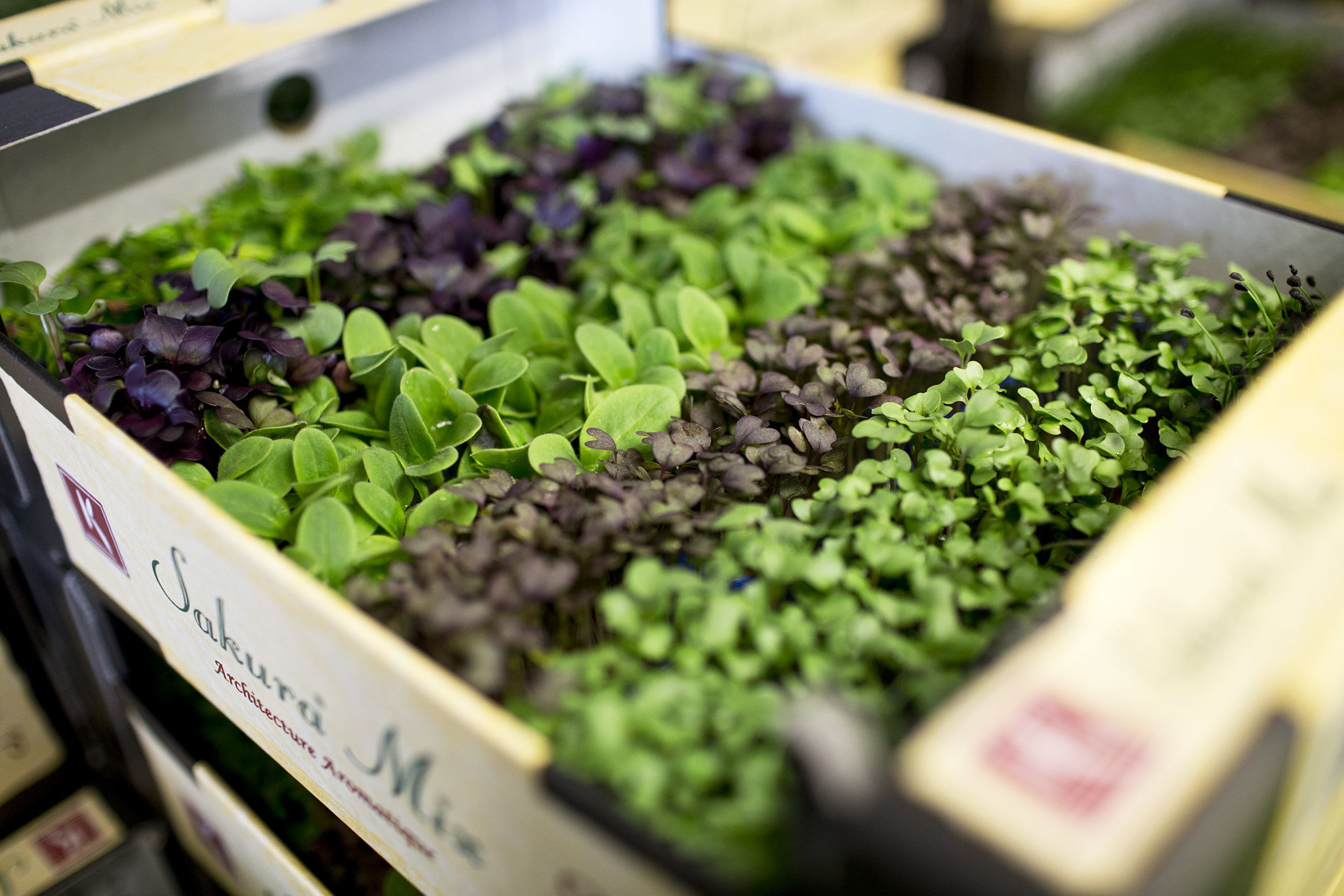 Fruit And Vegetable Market Report April 2014 Sakurai Mix