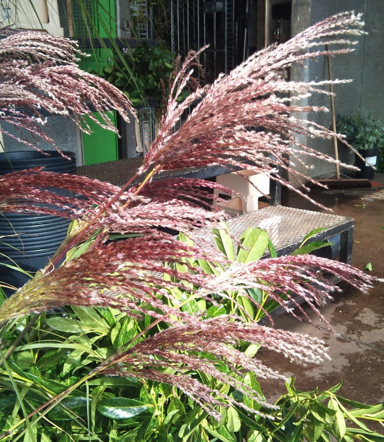 OCT-miscanthus.jpg?mtime=20171003171438#asset:12842