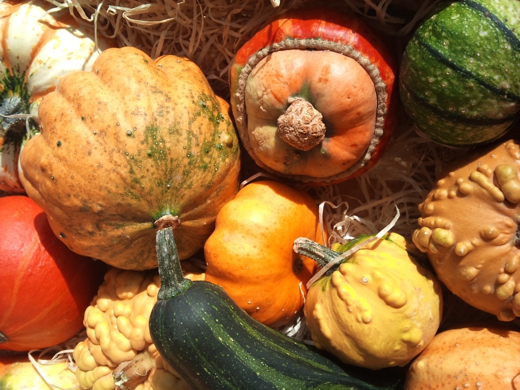 OCT-squash-mix.jpg?mtime=20171003171220#asset:12831