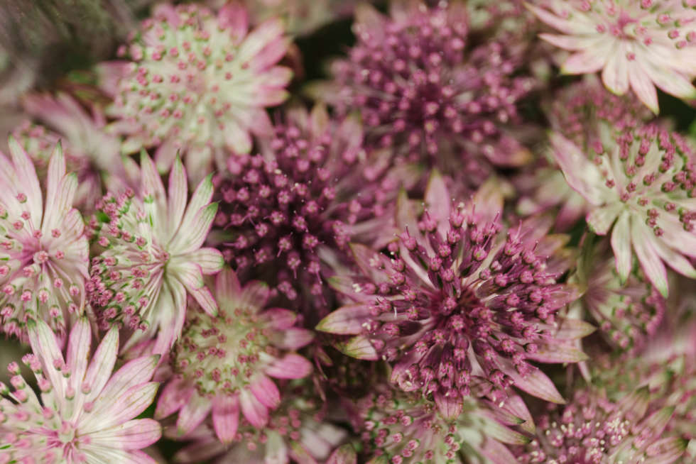 A florist's guide to astrantia