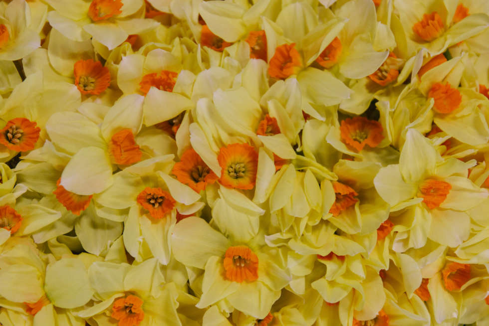 In season at the Flower Market this April