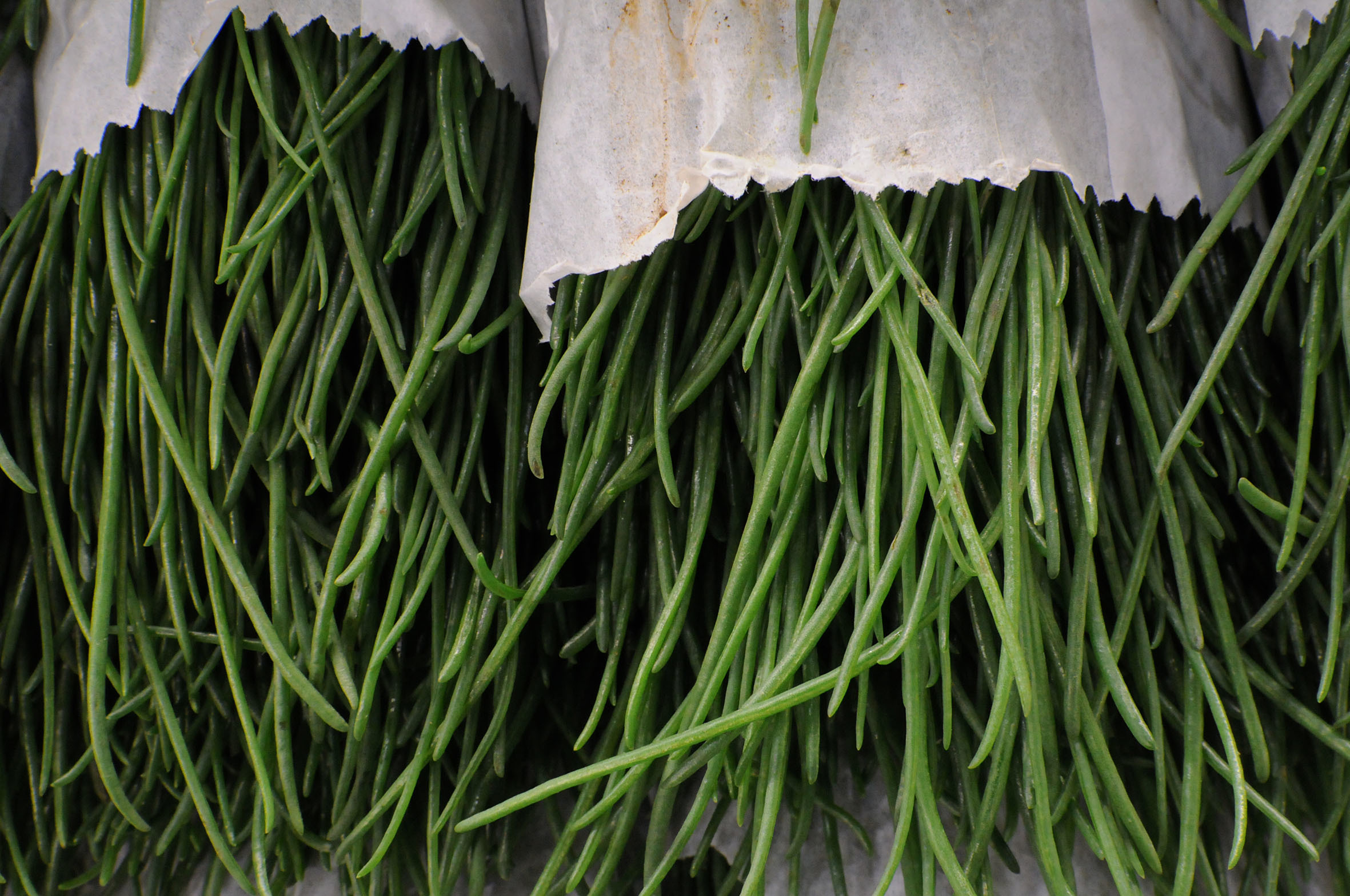 agretti.jpg?mtime=20170922141230#asset:11482