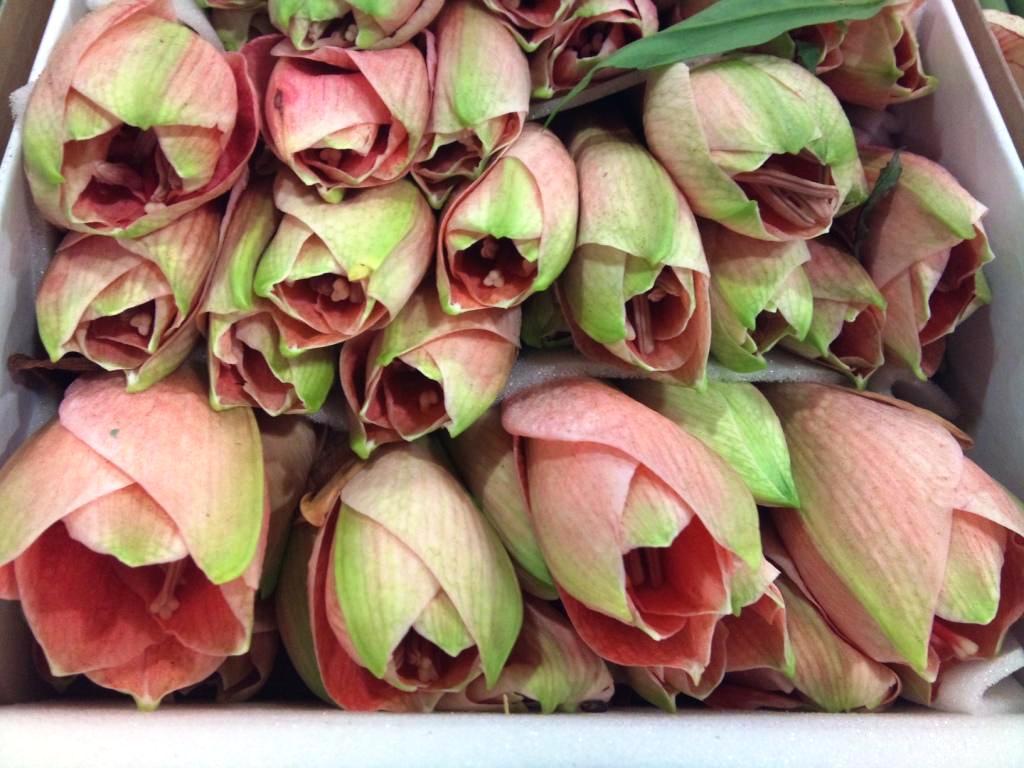 amaryllis-buds.jpg?mtime=20171003153519#asset:12592