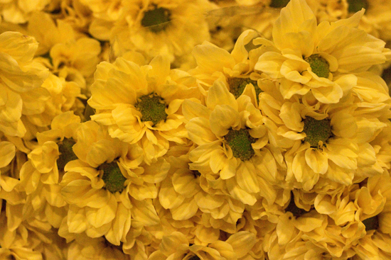 New Covent Garden Flower Market - Chrysanthemum