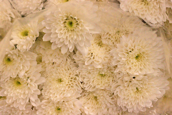 New Covent Garden Flower Market - Chrysanthemum