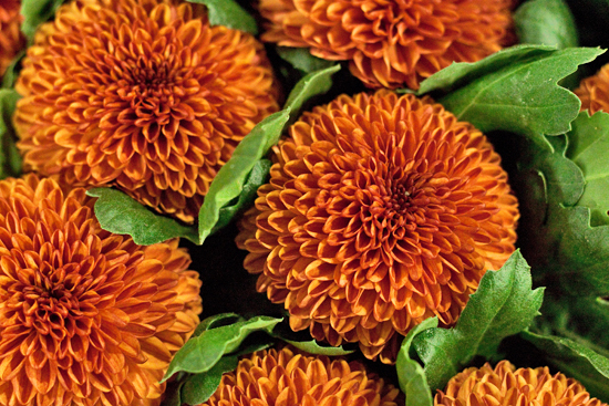 New Covent Garden Flower Market - Chrysanthemum