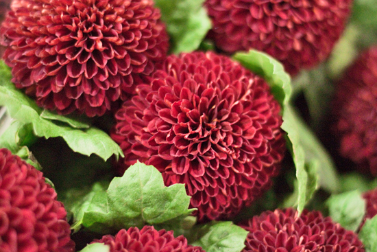 New Covent Garden Flower Market - Chrysanthemum