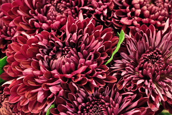 New Covent Garden Flower Market - Chrysanthemum