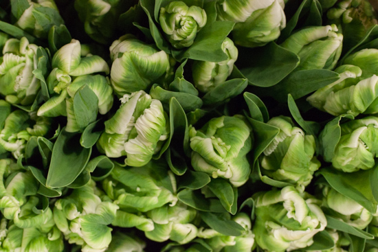 Image result for TULIPS COVENT GARDEN
