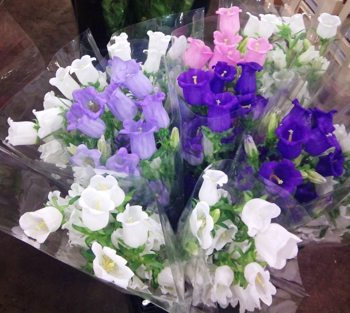 campanula.jpg?mtime=20171003164158#asset:12744