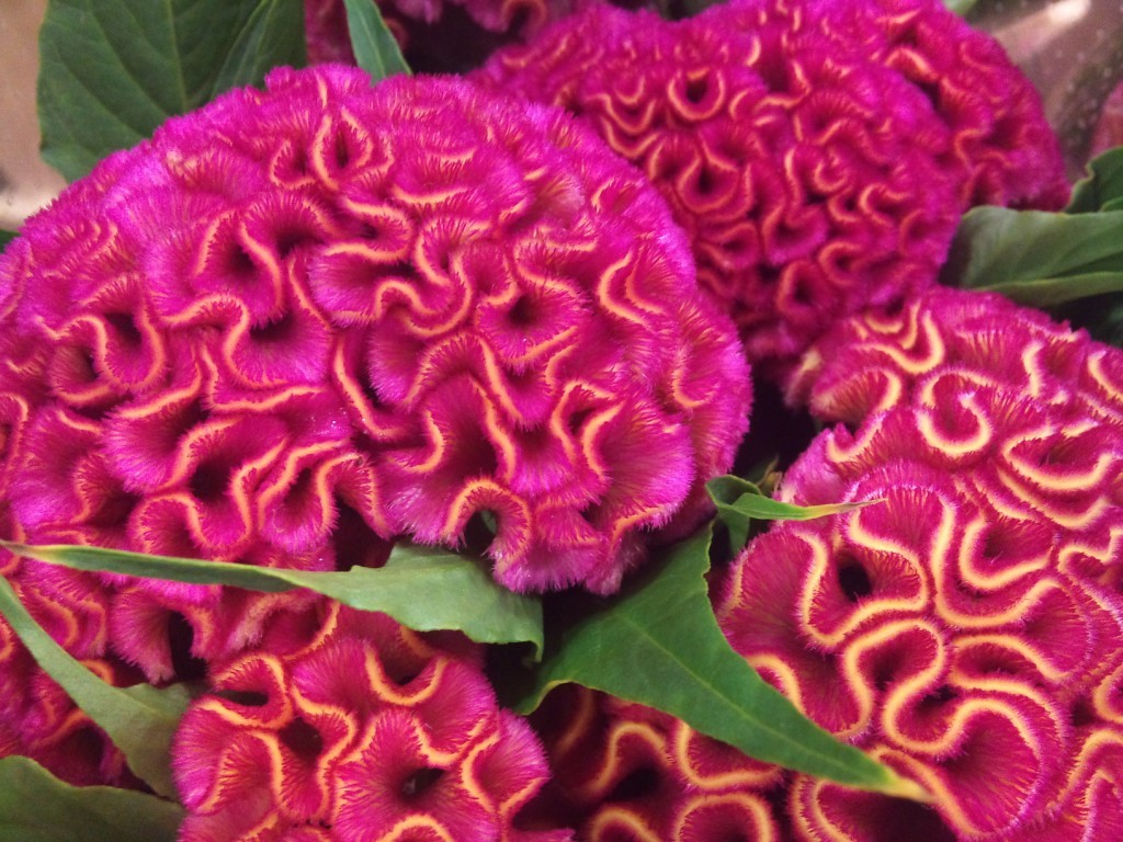 celosia.jpg?mtime=20171003164143#asset:12743