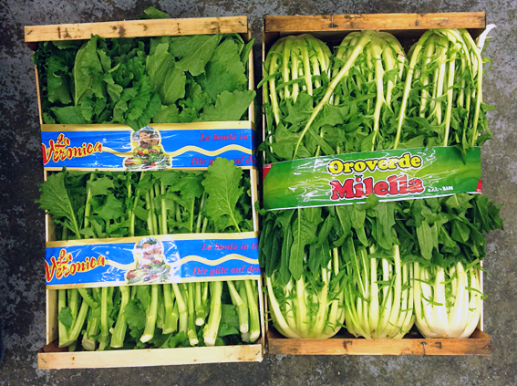 cime_di_rapa_puntarelle.jpg?mtime=20170922114909#asset:11380