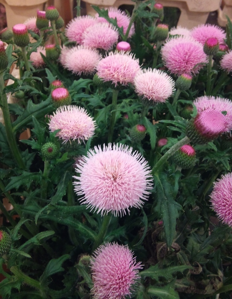 cirsium-pink-beauty.jpg?mtime=20171003164226#asset:12746
