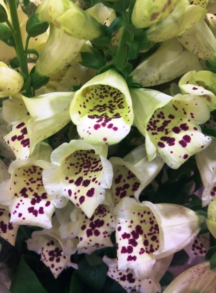 foxglove.jpg?mtime=20171003164257#asset:12748