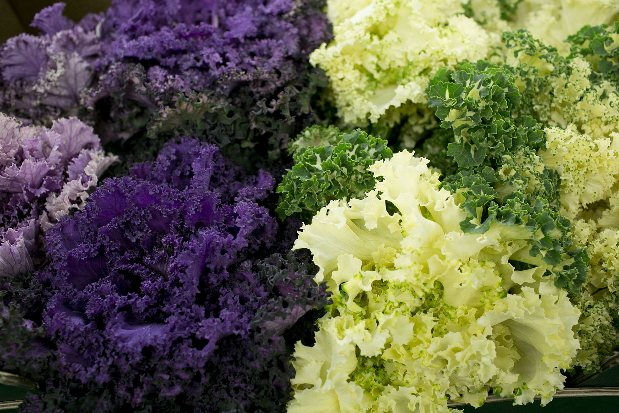 fruit-and-vegetable-market-report-february-2014-coloured-kale.jpg?mtime=20170922113403#asset:11343