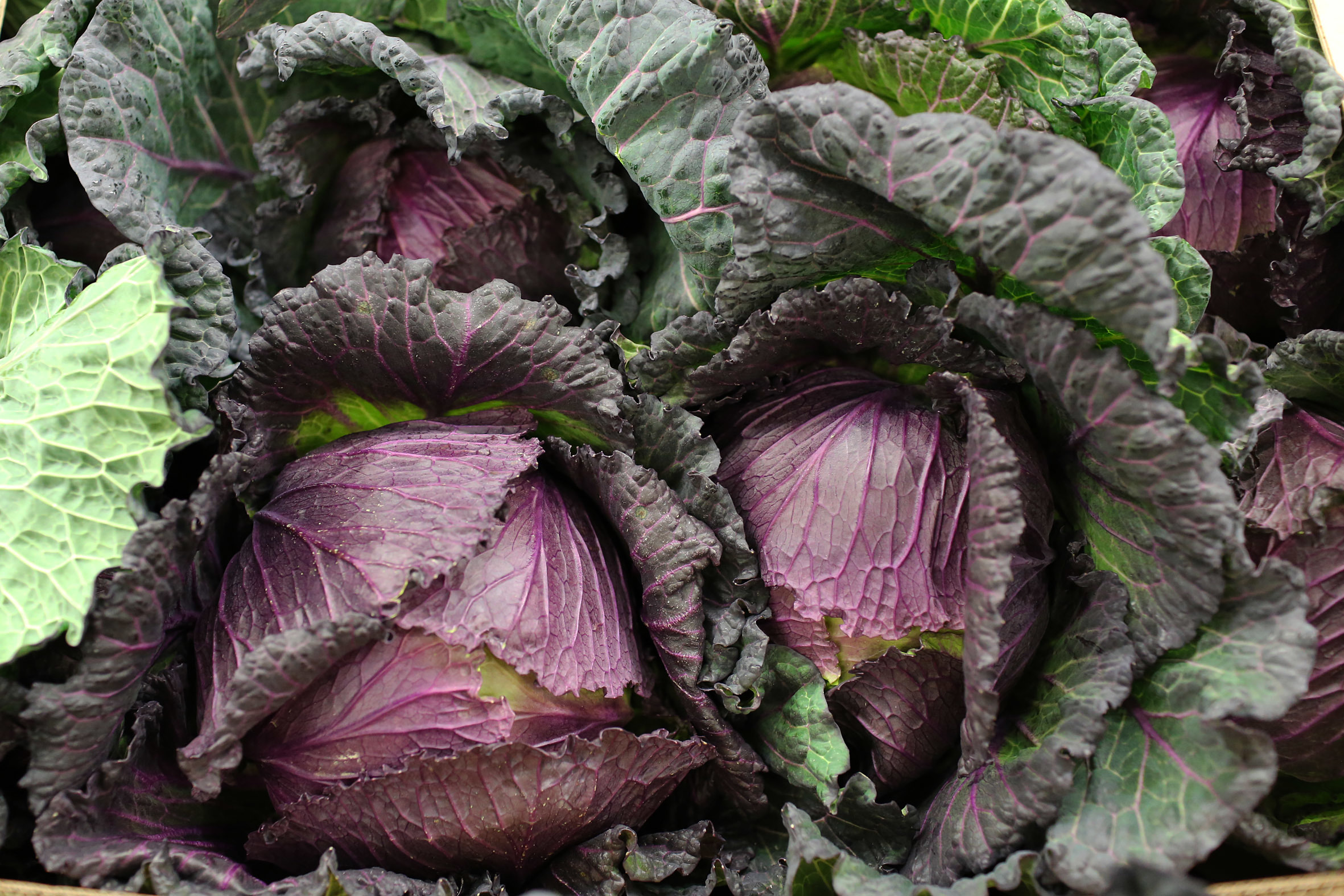 fruit-and-vegetable-market-report-february-2014-january-king.jpg?mtime=20170922113411#asset:11346