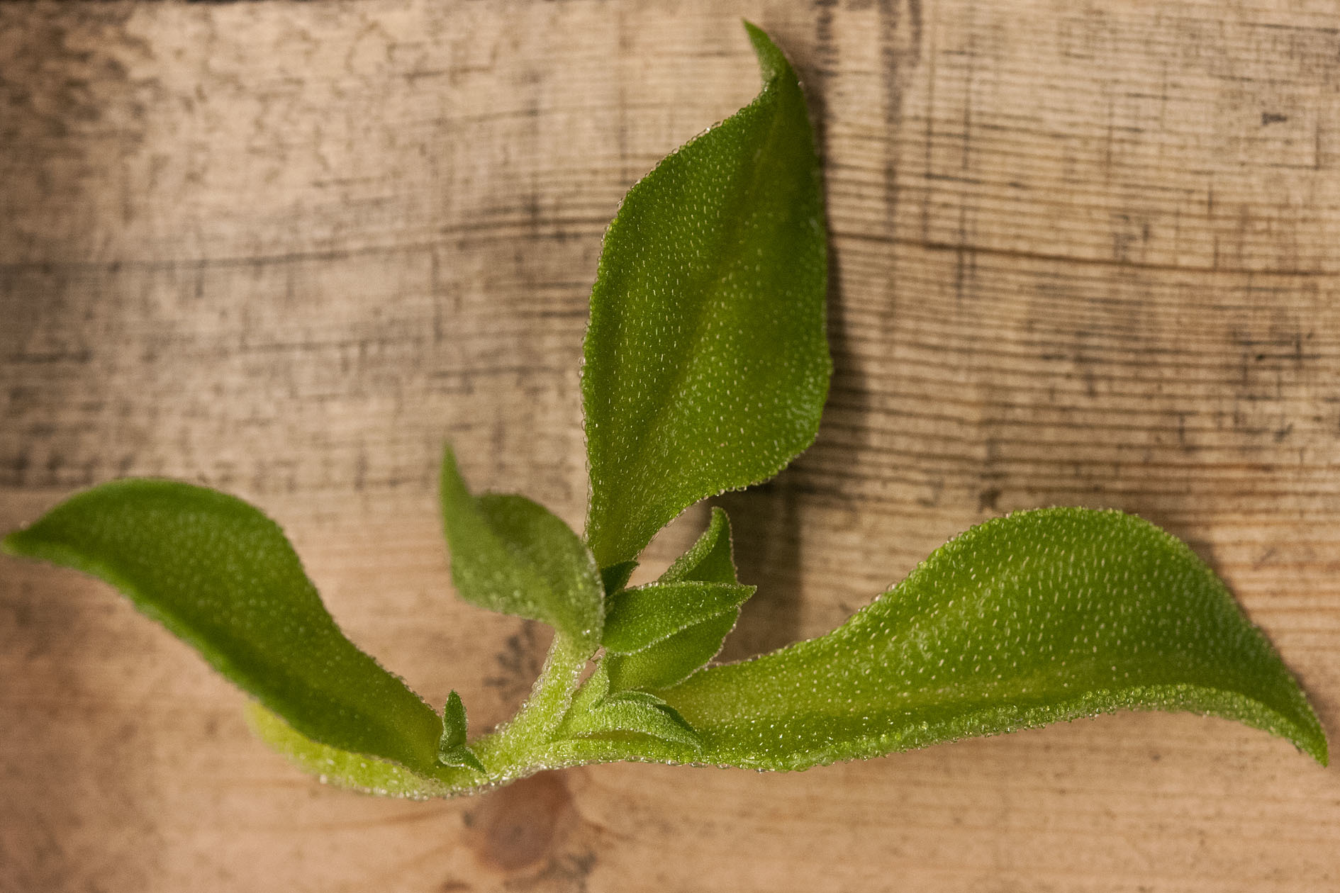 fruit-and-vegetable-market-report-january-2014-ice-plant.jpg?mtime=20170922114114#asset:11366