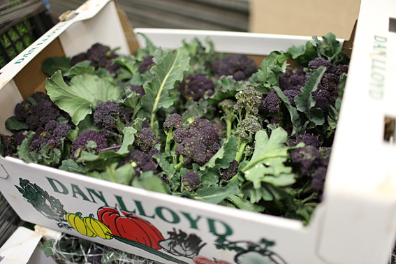 fruit-and-vegetable-market-report-january-2014-purple-sprouting.jpg?mtime=20170922114119#asset:11374