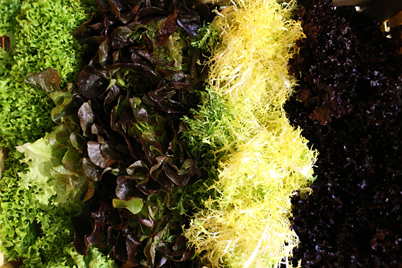fruit-and-vegetable-market-report-january-2014-salad-leaves.jpg?mtime=20170922114122#asset:11376