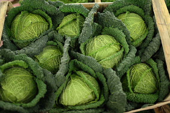 fruit-and-vegetable-market-report-january-2014-savoy-cabbage.jpg?mtime=20170922114122#asset:11377