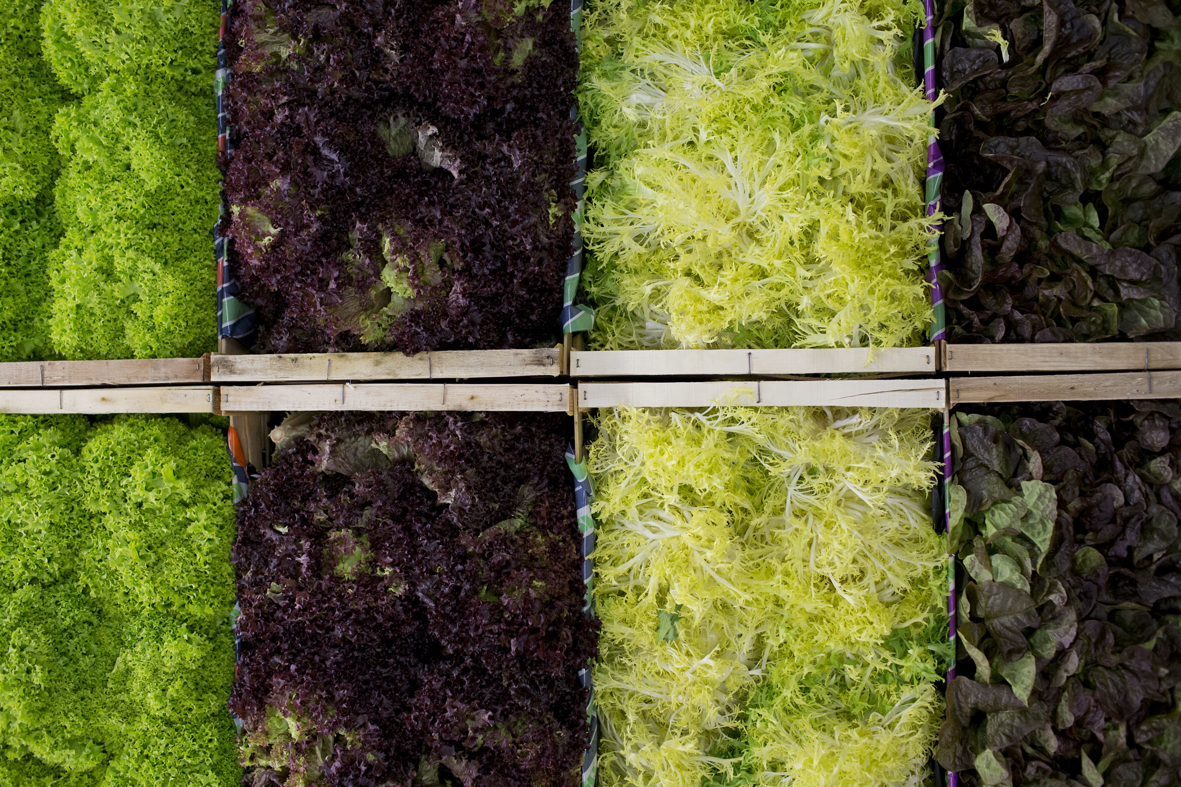 fruit-and-vegetable-market-report-march-2014-lettuce.jpg?mtime=20170922112637#asset:11328
