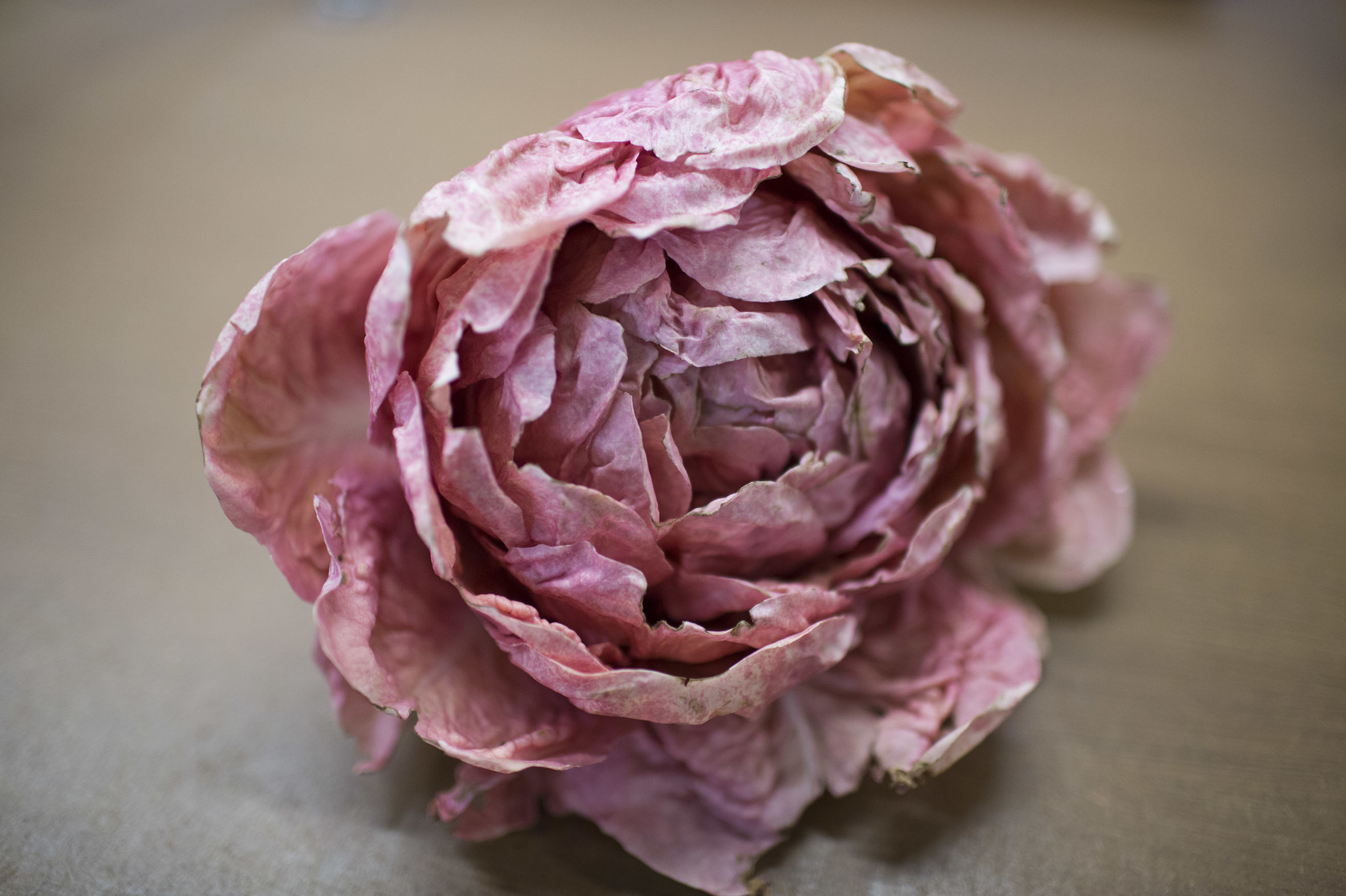 fruit-and-vegetable-market-report-march-2014-pale-radicchio.jpg?mtime=20170922112641#asset:11330