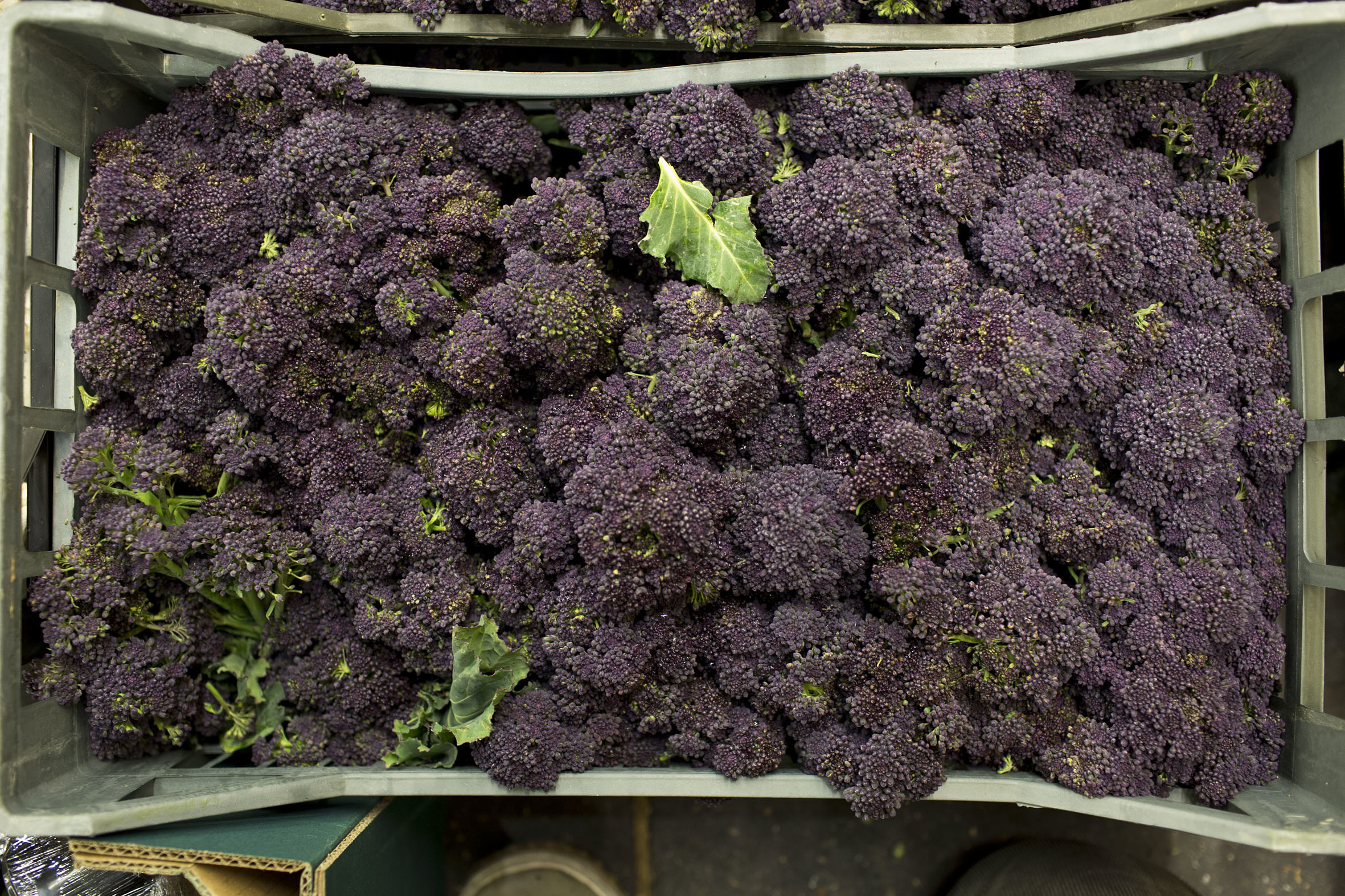 fruit-and-vegetable-market-report-march-2014-purple-sprouting.jpg?mtime=20170922112644#asset:11331