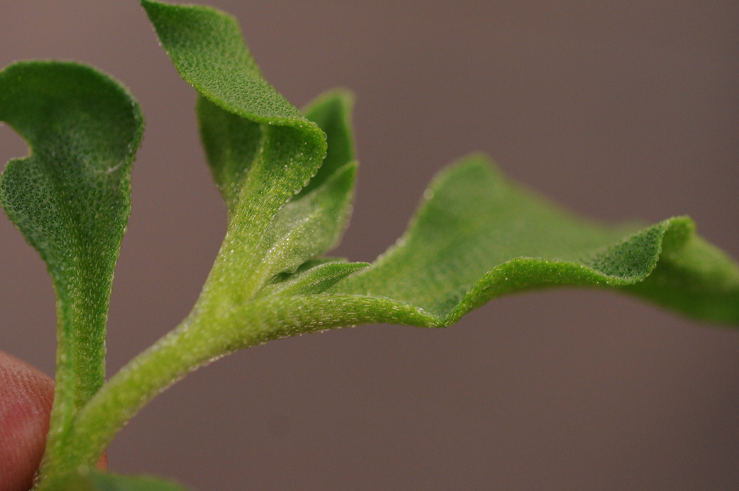 ice-plant.jpg?mtime=20170922141242#asset:11486