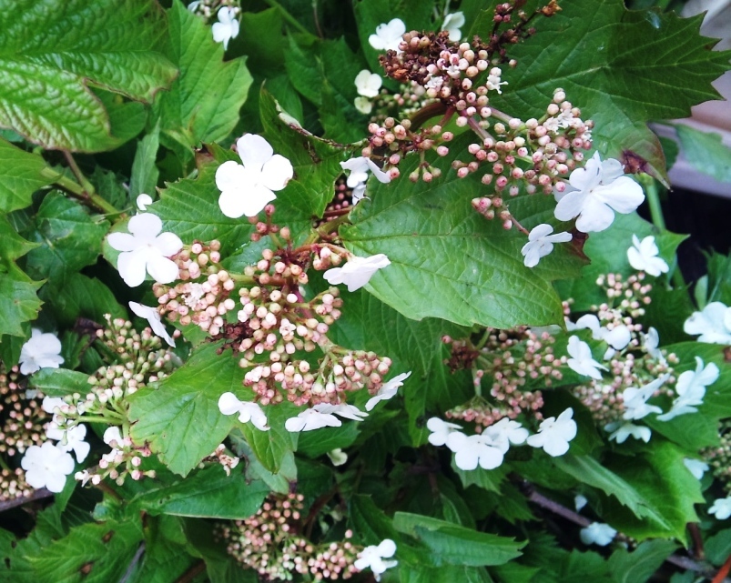 lacecap-hydrangea.jpg?mtime=20171003164416#asset:12754