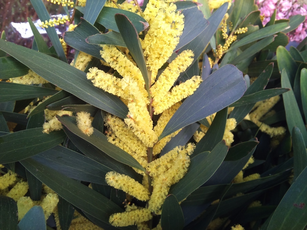 long-flower-acacia.jpg?mtime=20171003165742#asset:12790
