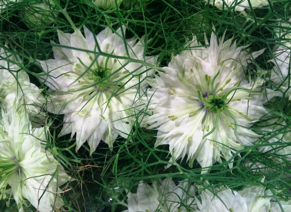 love-in-a-mist.jpg?mtime=20171003164158#asset:12745