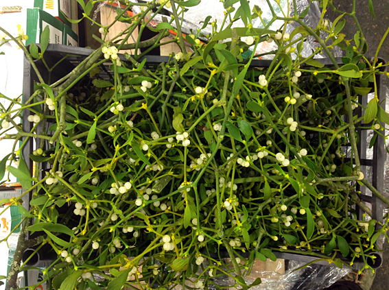 mistletoe.jpg?mtime=20170922114913#asset:11386