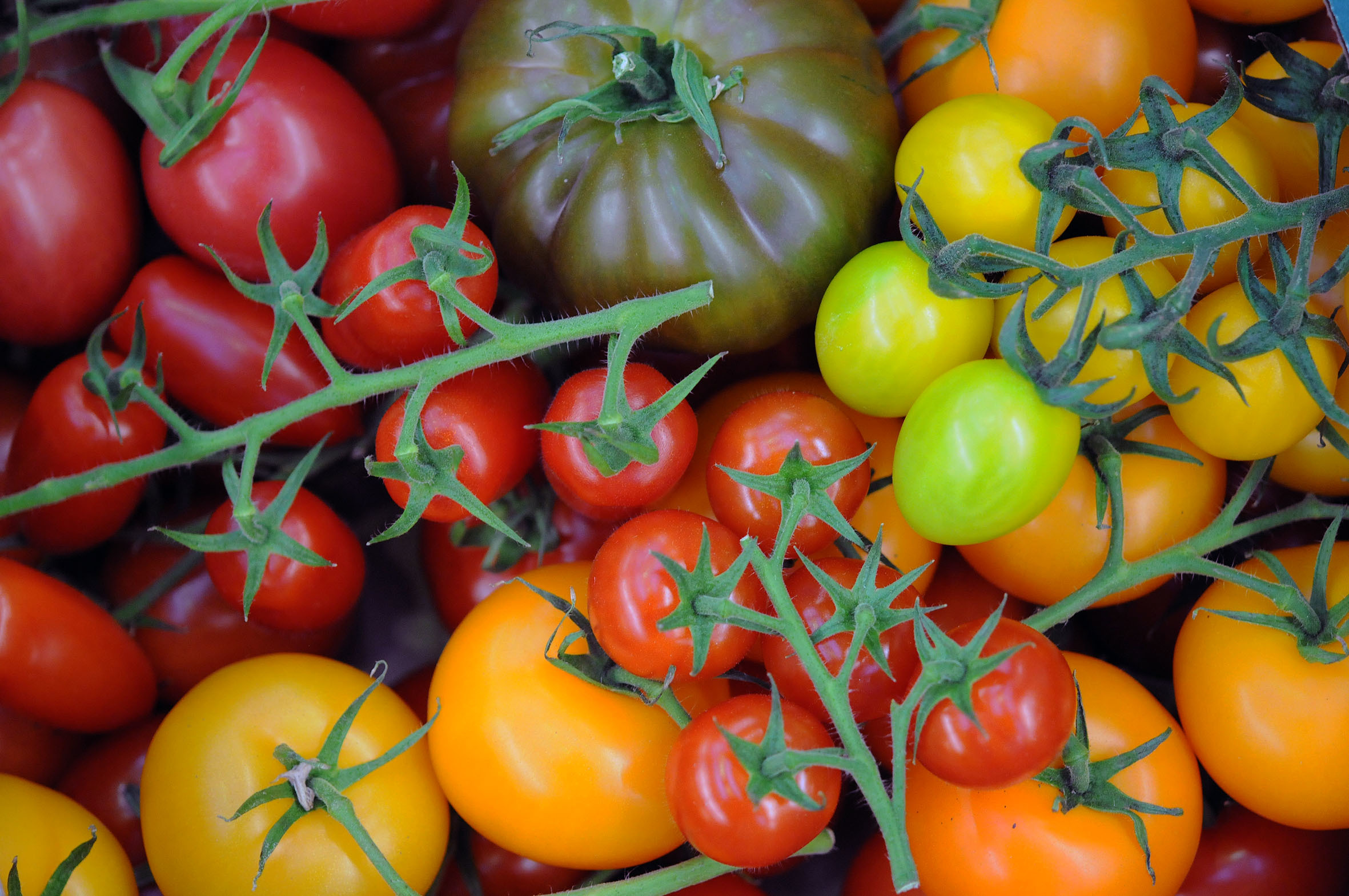 mixed-tomatoes.jpg?mtime=20170922140816#asset:11474