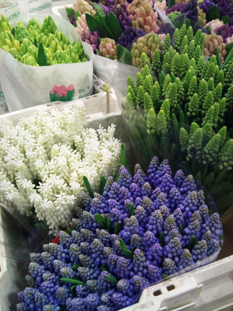muscari_alagar.jpg?mtime=20171003165657#asset:12787