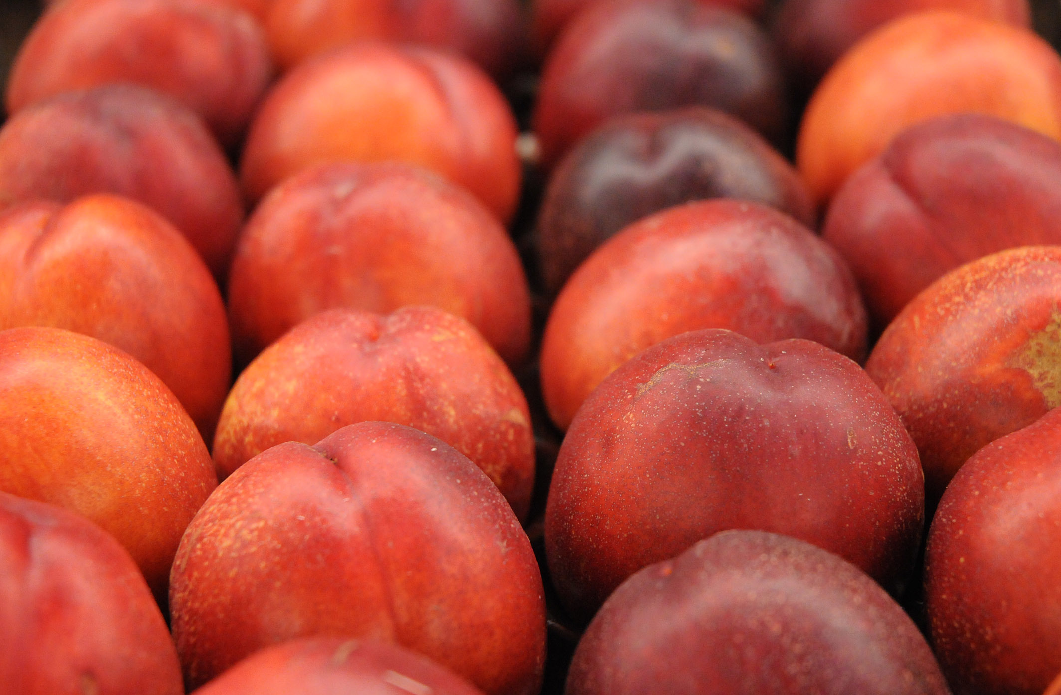 nectarines_170922_143127.jpg?mtime=20170922143127#asset:11517