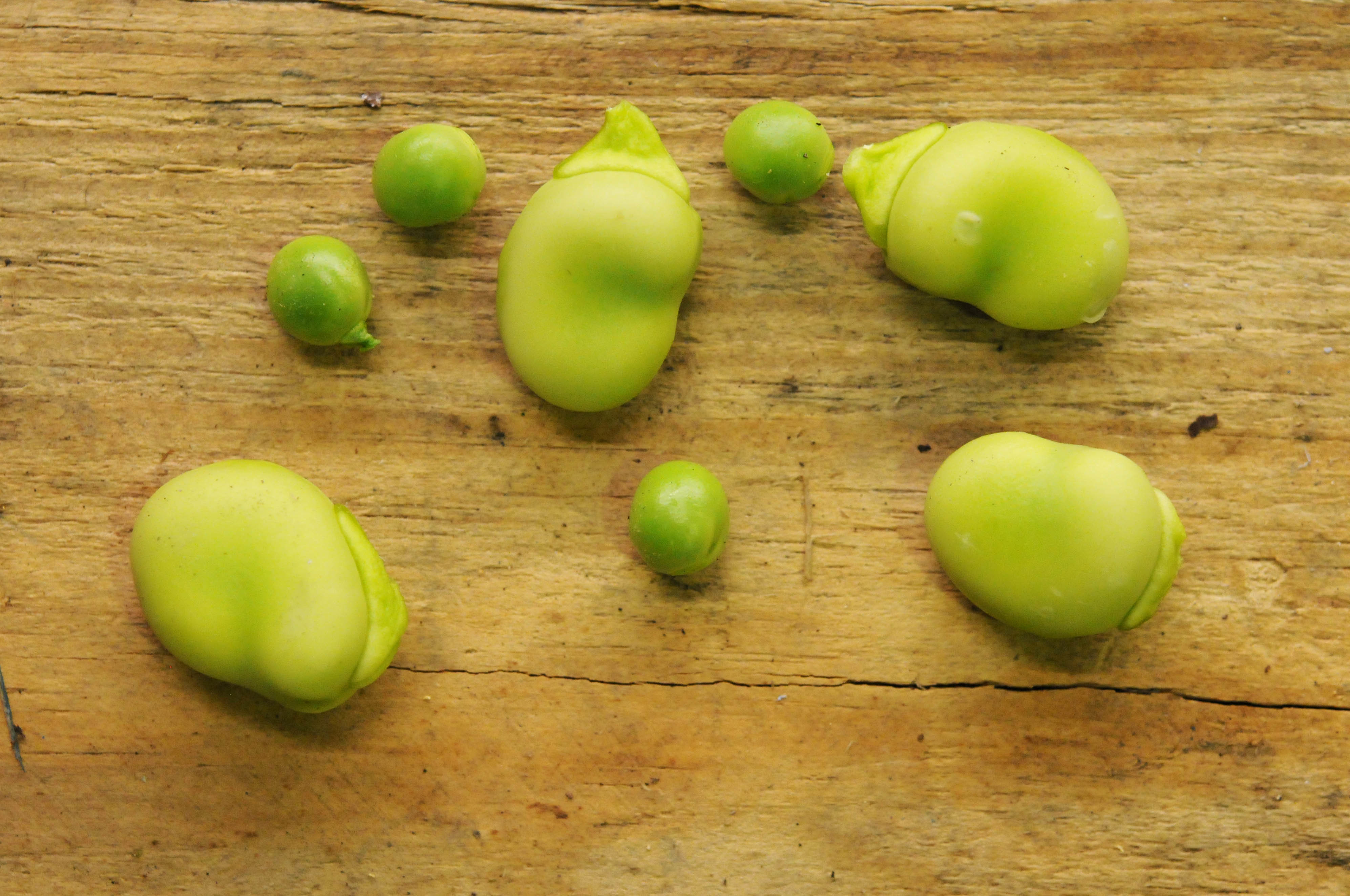 peas-broad-beans.jpg?mtime=20170922135446#asset:11466