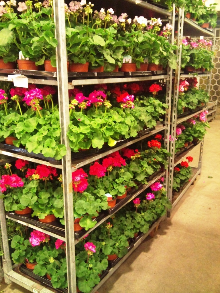 pelargoniums-on-trolley.jpg?mtime=20171003165201#asset:12775
