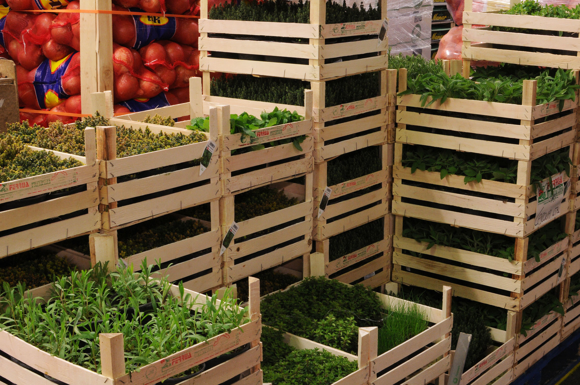 plants-neil-brown.jpg?mtime=20170922141249#asset:11489