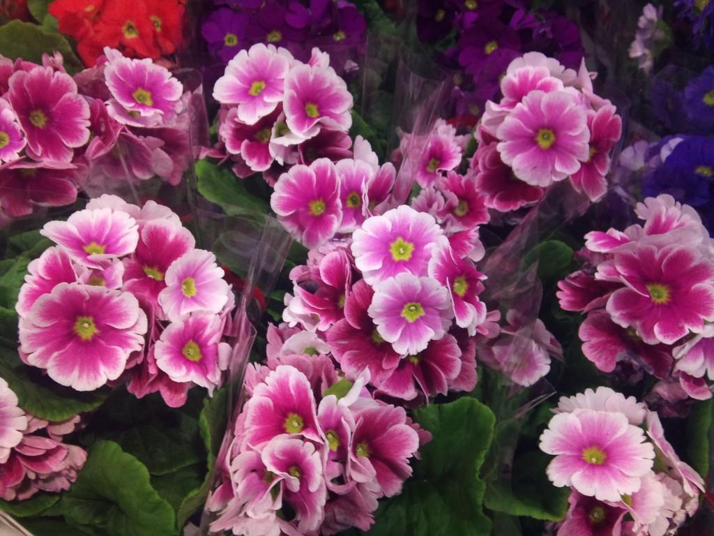 primula-obconica.jpg?mtime=20171003153529#asset:12609