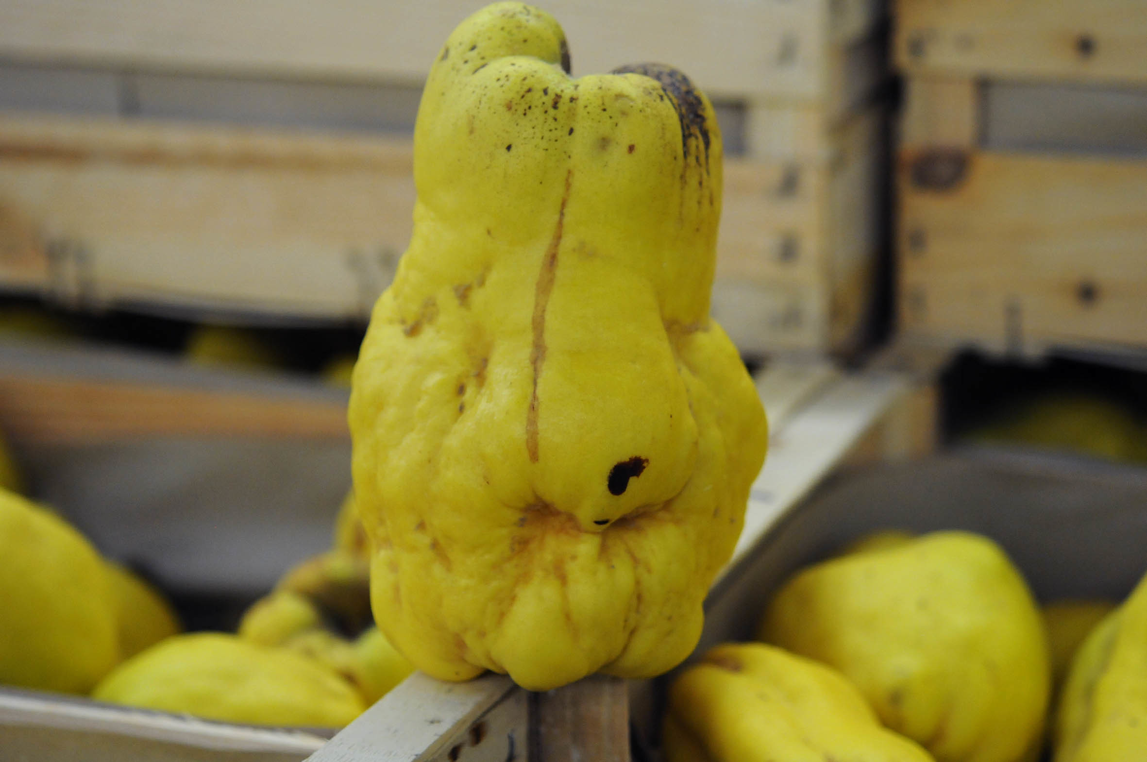 quince.jpg?mtime=20170922115352#asset:11405