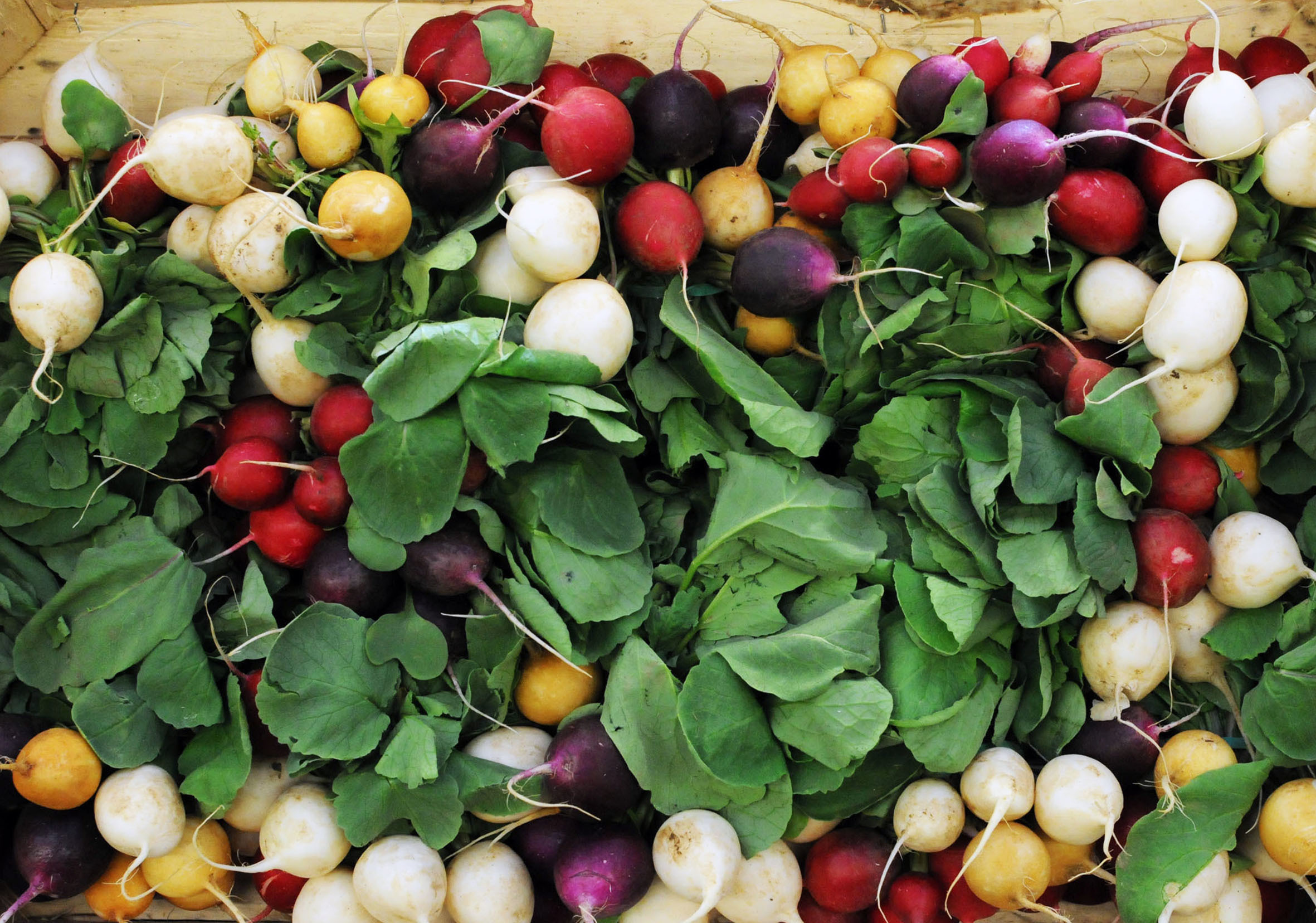 radish.jpg?mtime=20170922140818#asset:11475