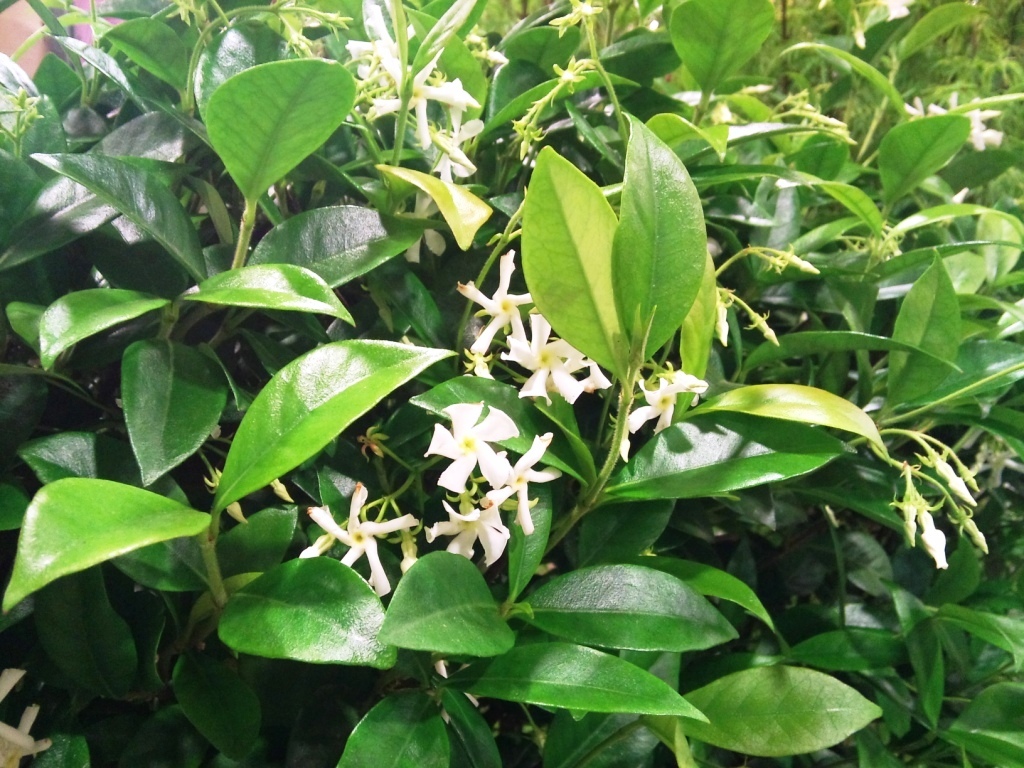 rhyncospermum.jpg?mtime=20171003164454#asset:12755
