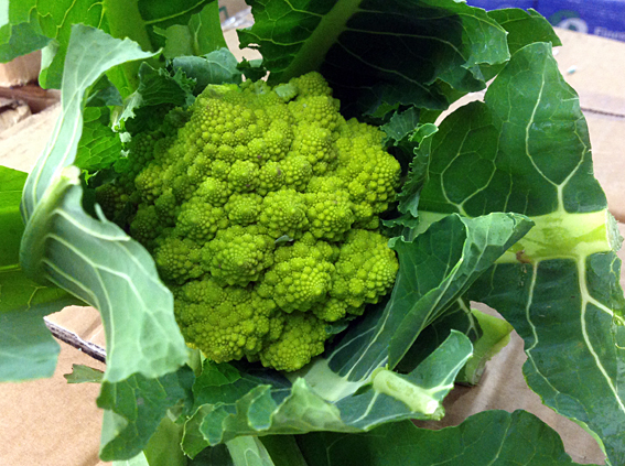 romanesco.jpg?mtime=20170922114916#asset:11389