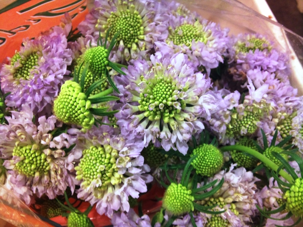 scabious.jpg?mtime=20171003164314#asset:12750