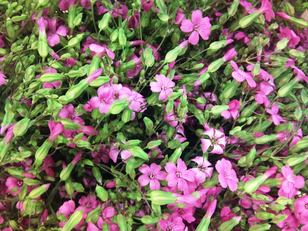 soapwort.jpg?mtime=20171003164258#asset:12749