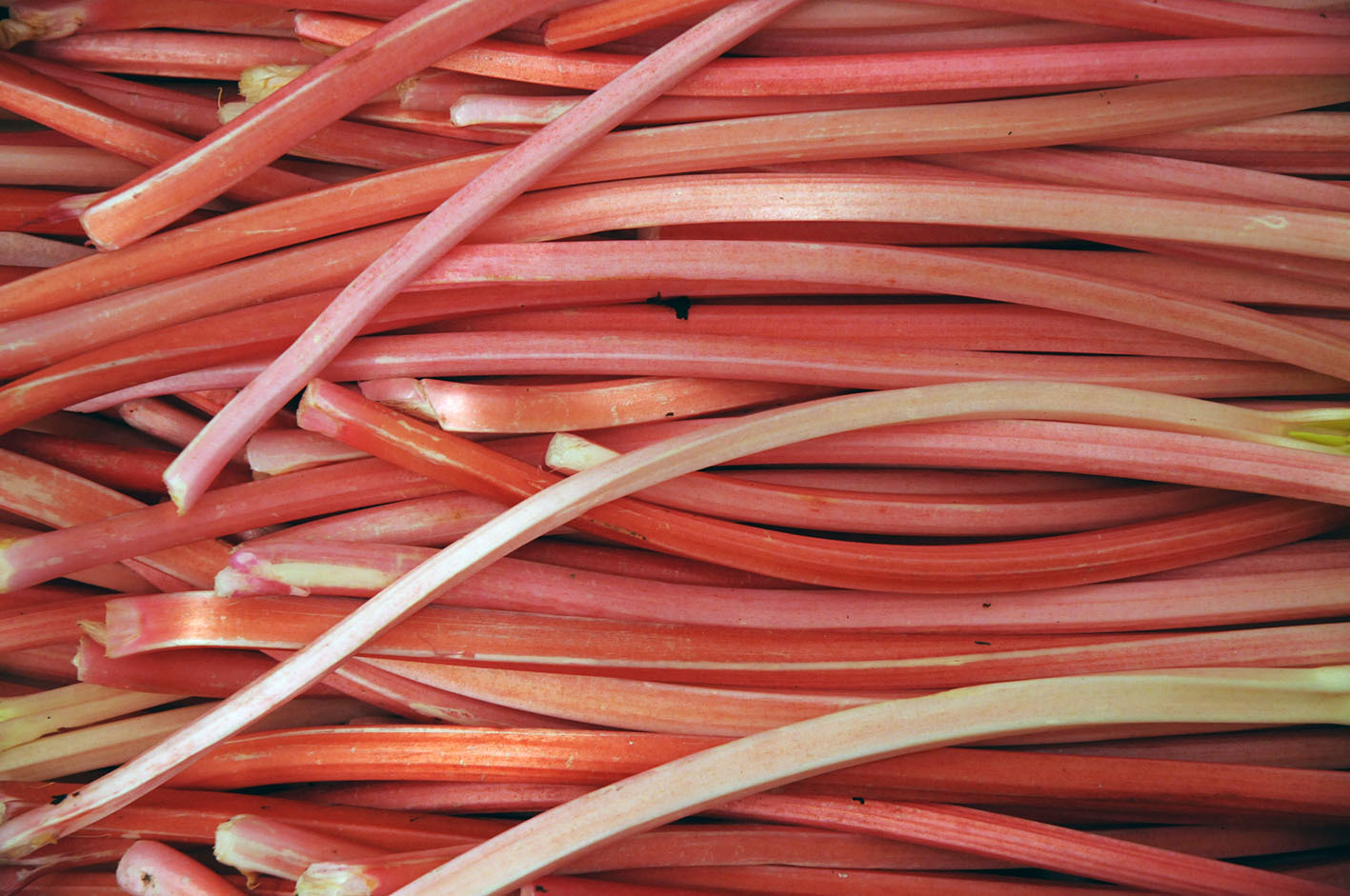 thin-rhubarb.jpg?mtime=20170922144315#asset:11552