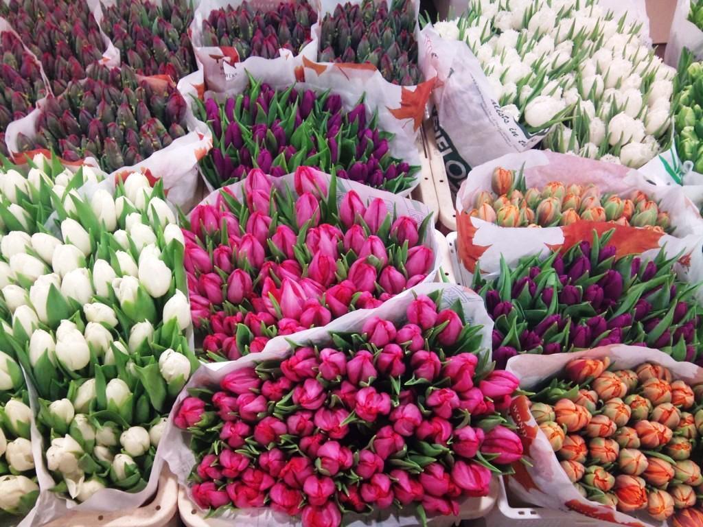 tulip-mix.jpg?mtime=20171003153531#asset:12613