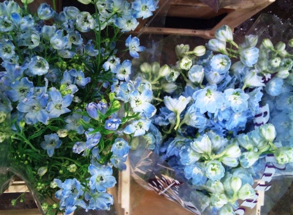 two-delphinium-pale.jpg?mtime=20171003164133#asset:12742